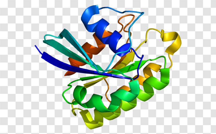 RAB5A Ras Subfamily Protein Phagosome - Endocytosis Transparent PNG