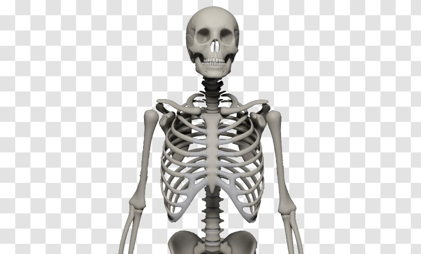 Human Skeleton Bone Skull - Exoskeleton Transparent PNG