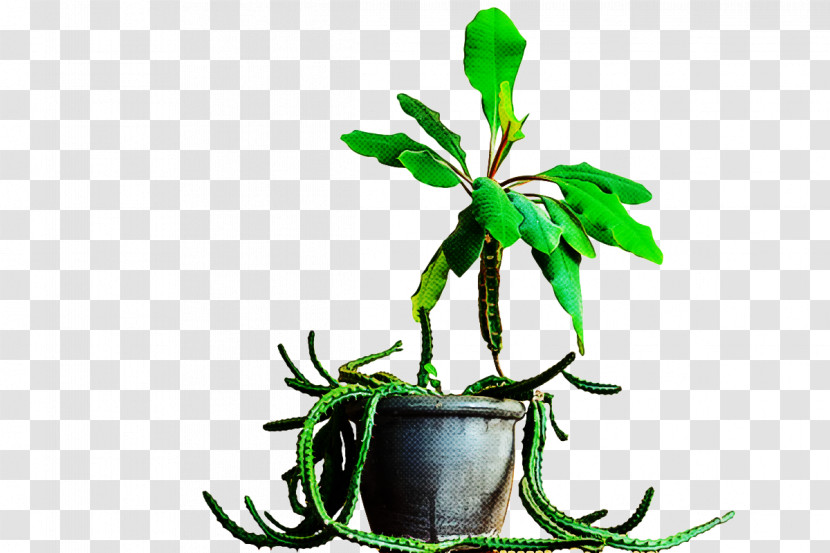 Plant Stem Leaf Flowerpot Flower Tree Transparent PNG