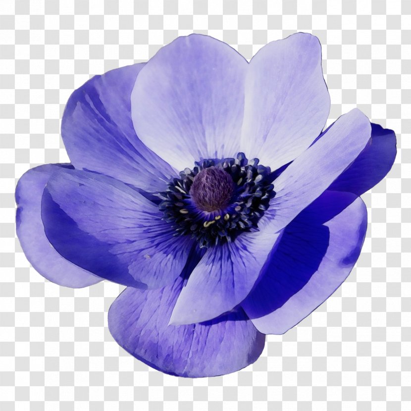 Flowering Plant Petal Flower Violet Purple - Family Wildflower Transparent PNG