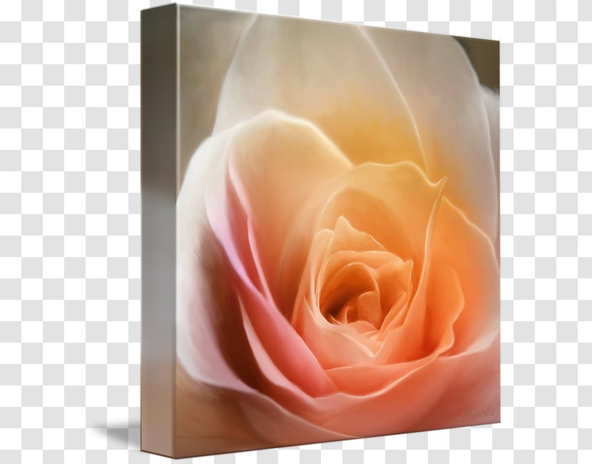 Garden Roses Rosaceae Gallery Wrap Petal - Pink M - Rose Leslie Transparent PNG
