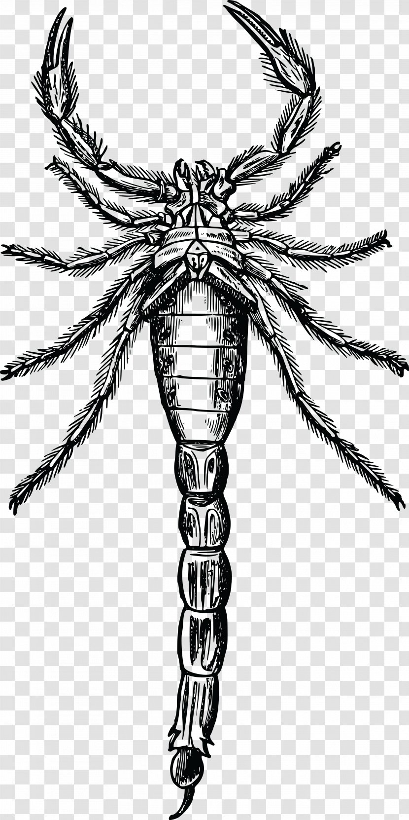 Scorpion Arthropod Drawing Clip Art - Stinger Transparent PNG