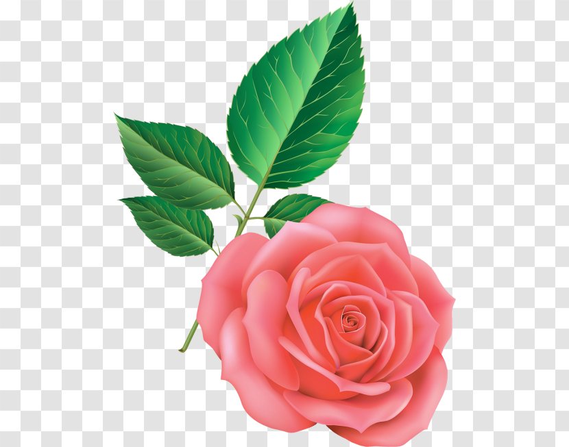 Garden Roses Centifolia Floribunda Cut Flowers Petal - Flower - Rosa Transparent PNG