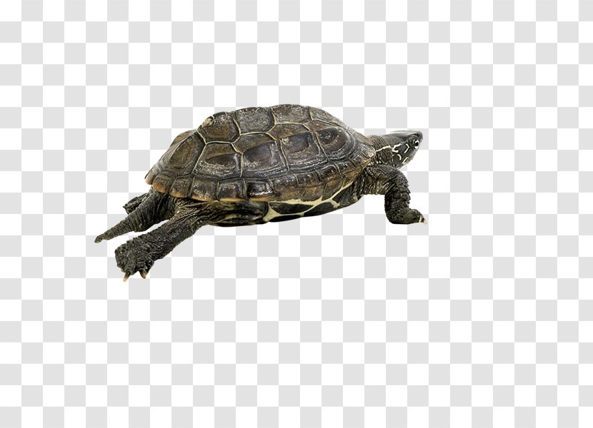 Box Turtles Tortoise Metal - Xg Transparent PNG