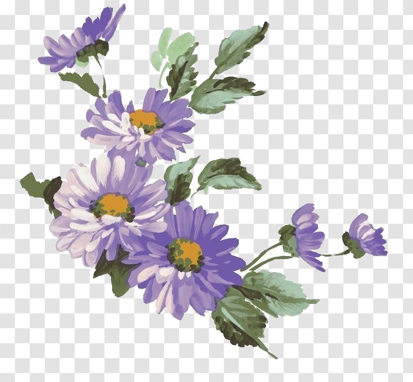 Chrysanthemum Flower Purple Common Daisy Illustration Transparent PNG