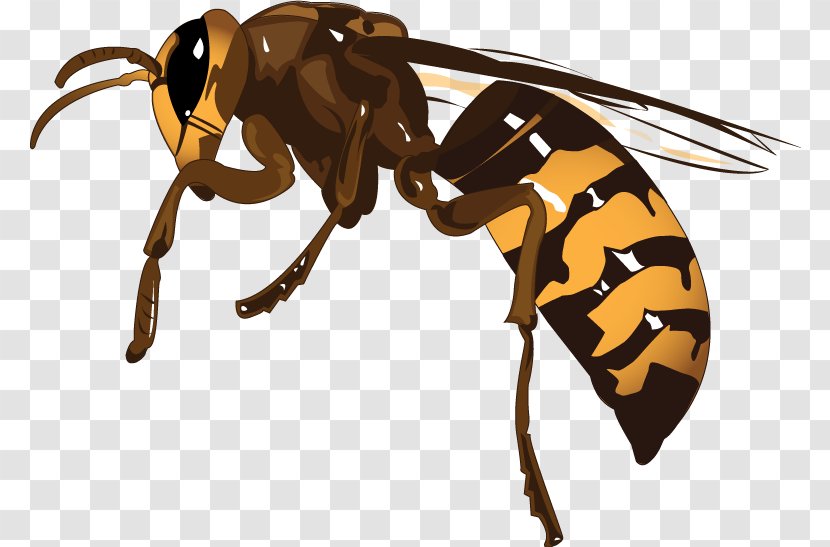 Hornet Honey Bee Wasp K2 Transparent PNG