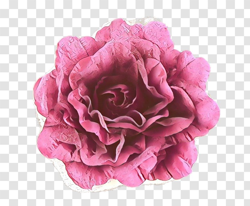 Garden Roses - Flowering Plant - Cut Flowers Transparent PNG