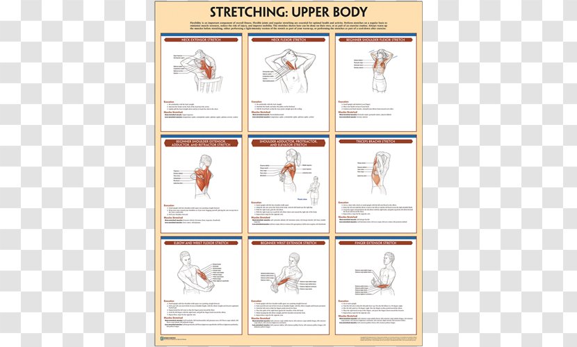Bodyweight Strength Training Anatomy Exercise Stretching Poster - Brand - Gym Transparent PNG