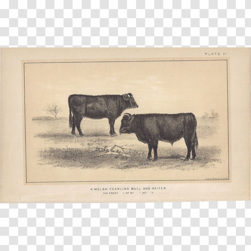 Bull Cattle Ox Bison Grazing Transparent PNG