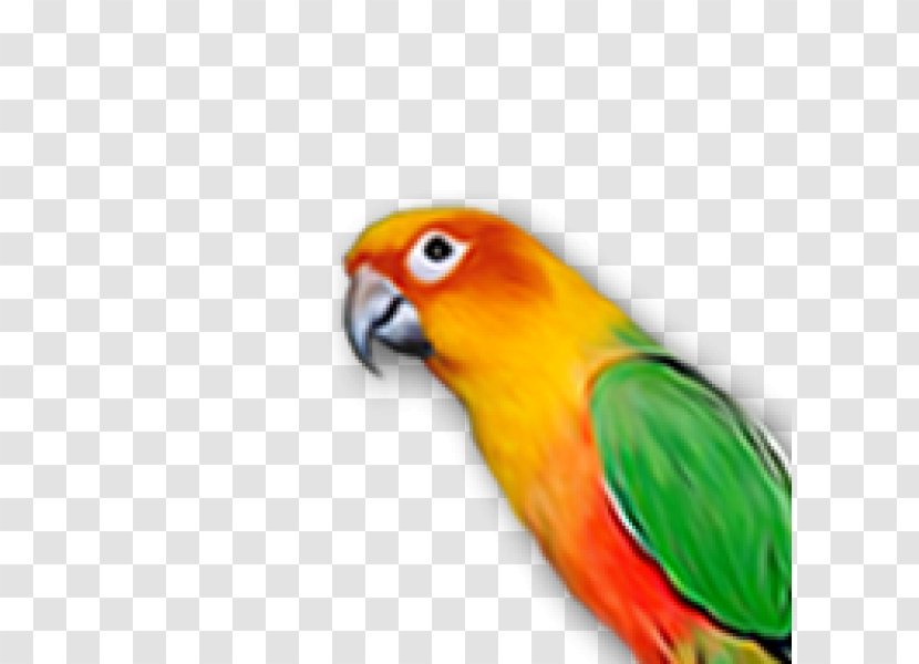 Budgerigar Parrot Lovebird Macaw Transparent PNG