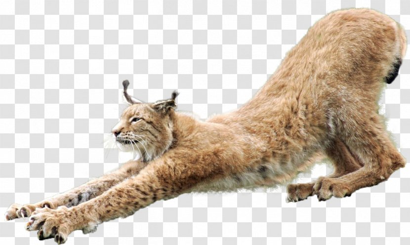 Eurasian Lynx Cat - Terrestrial Animal Transparent PNG