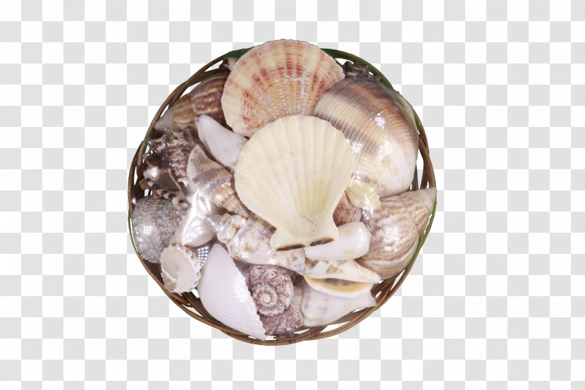 Clam Seashell Mussel Cockle Scallop - Conchology Transparent PNG