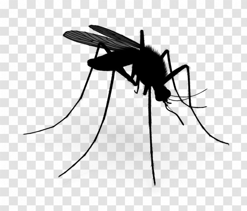 Mosquito Insect Black & White - Pest - M Transparent PNG