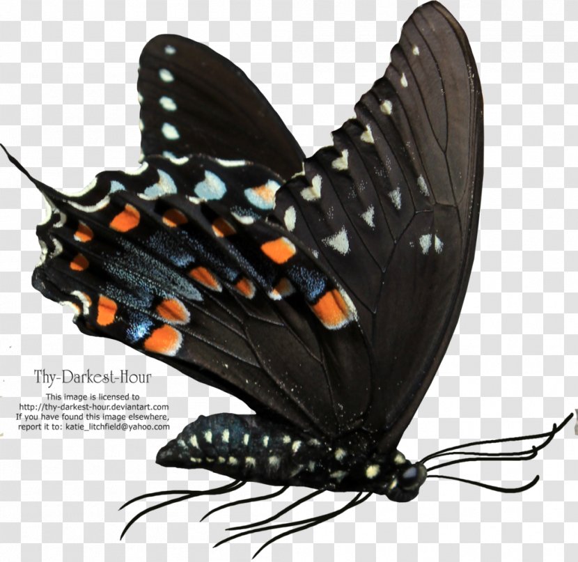 Butterfly Net Clip Art - Pollinator - Buterfly Transparent PNG