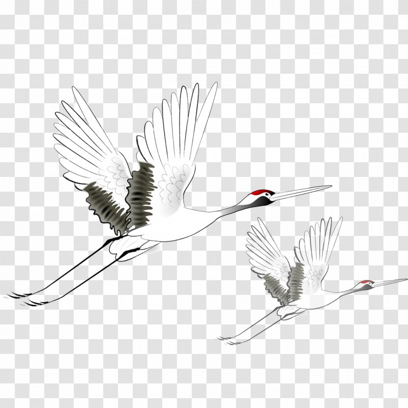 Red-crowned Crane Black Crowned Flight Bird - Double Ninth Festival Transparent PNG