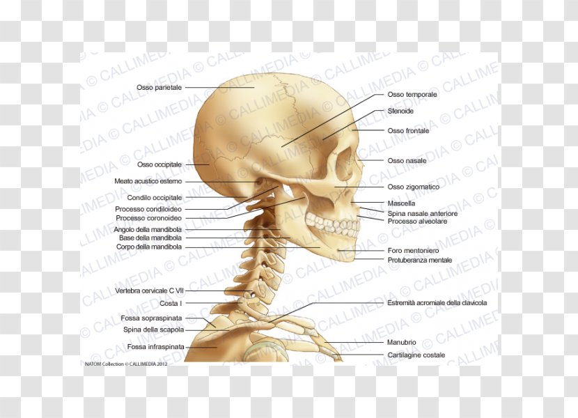 Neck Bone Anatomy Head Human Skull - Frame - 360 Degrees Transparent PNG
