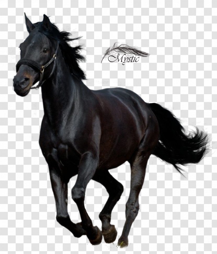Andalusian Horse Arabian Thoroughbred American Quarter Stallion - Arab Running Transparent PNG