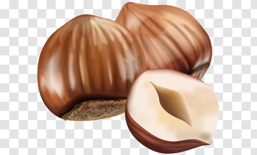 Chocolate Truffle Praline Bonbon Hazelnut - Caramel Color - Pistachios Transparent PNG