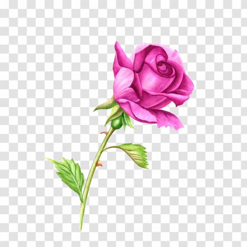 Rose Plant Stem Pink Watercolor Painting Clip Art - China - Roses Transparent PNG