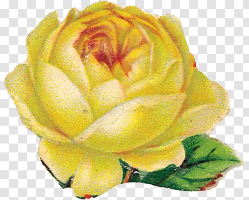 Garden Roses Cabbage Rose Floribunda Cut Flowers Flower Bouquet Transparent PNG