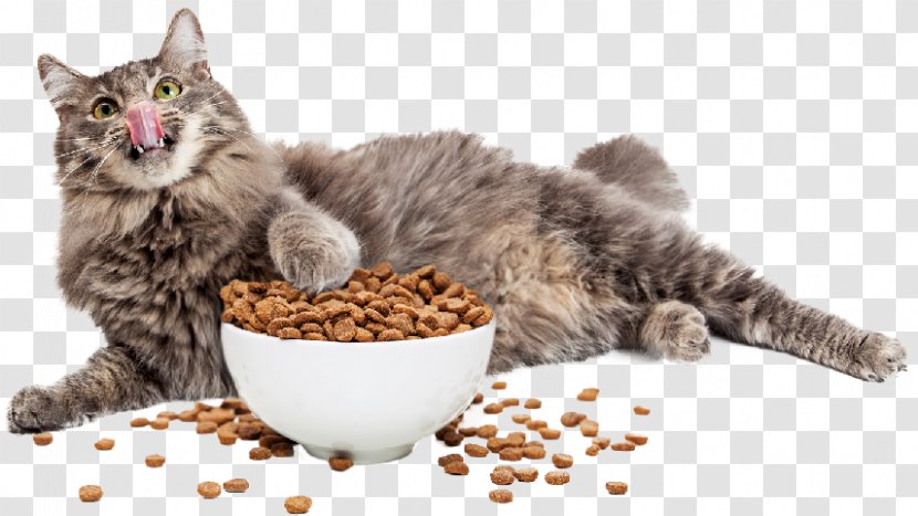 Cat Food Kitten Dog Pet - Tail Transparent PNG