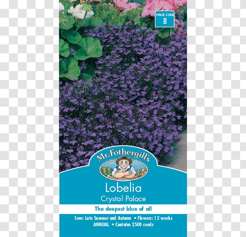 Blue Lobelia Erinus Flower Seed White - Flora Transparent PNG