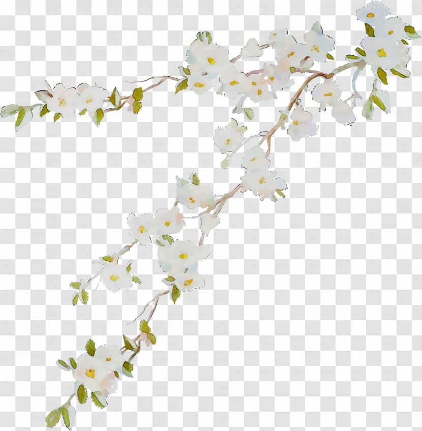 Cherry Blossom ST.AU.150 MIN.V.UNC.NR AD Flowering Plant Cherries - Cut Flowers Transparent PNG