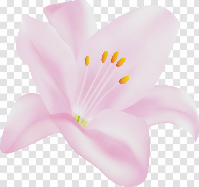 Petal Pink Flower Flowering Plant - Pedicel Lily Family Transparent PNG