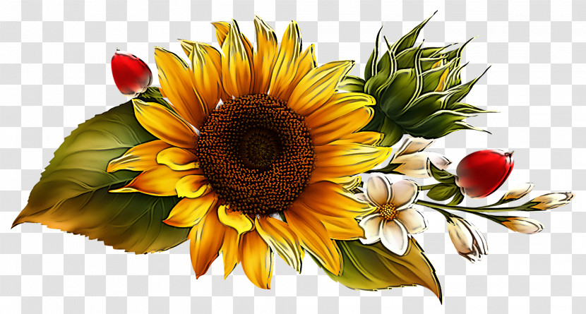 Sunflower Transparent PNG