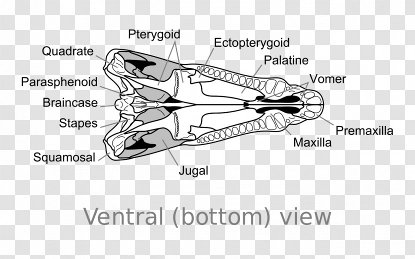 Dimetrodon Skull Synapsid Edaphosaurus Dinosaur - Cartoon Transparent PNG