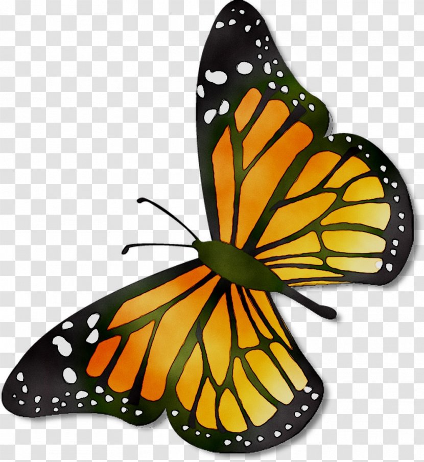 Monarch Butterfly Pieridae Brush-footed Butterflies Template - Moths And Transparent PNG