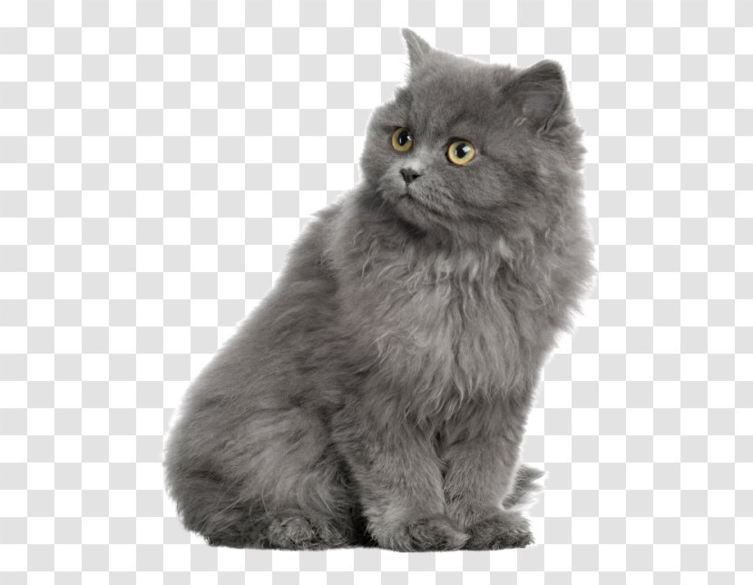 Persian Cat Dog Kitten Birman Food - Domestic Short Haired Transparent PNG