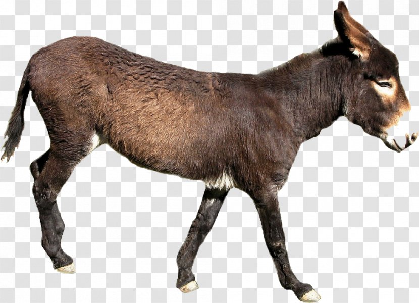 Donkey Milk Mule Horse Clip Art - Lactose Transparent PNG