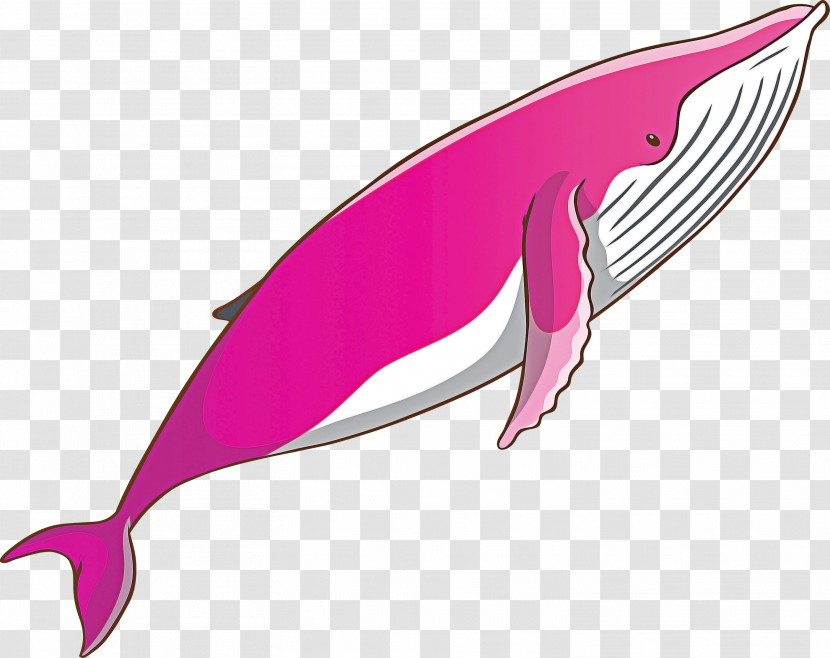 Pink Bottlenose Dolphin Dolphin Fin Cetacea Transparent PNG