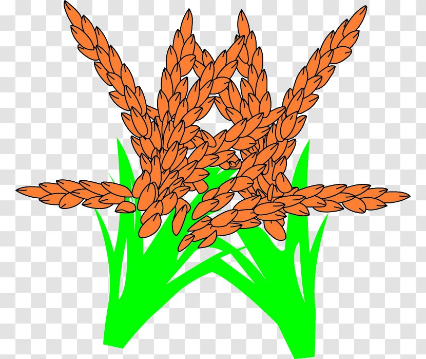 Cartoon Drawing - Plant Stem - Wheat Cartoons Transparent PNG