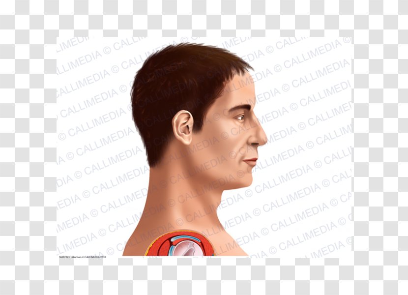 Human Head Chin Anatomy Forehead - Watercolor - And Neck Transparent PNG