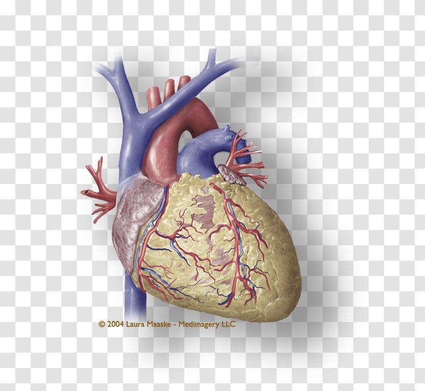 Heart Coronary Circulation Medical Illustration Cardiac Muscle Atrium - Attack Transparent PNG