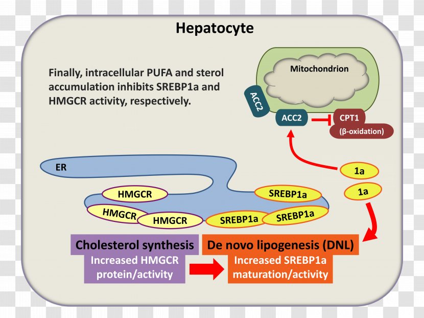 Sterol Regulatory Element-binding Protein 1 HMG-CoA Reductase Lipogenesis - Elementbinding 2 - Diagram Transparent PNG