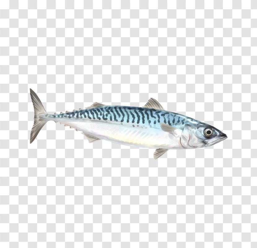 Mackerel Sardine Squid As Food Fish Red Porgy - Anchovy Transparent PNG