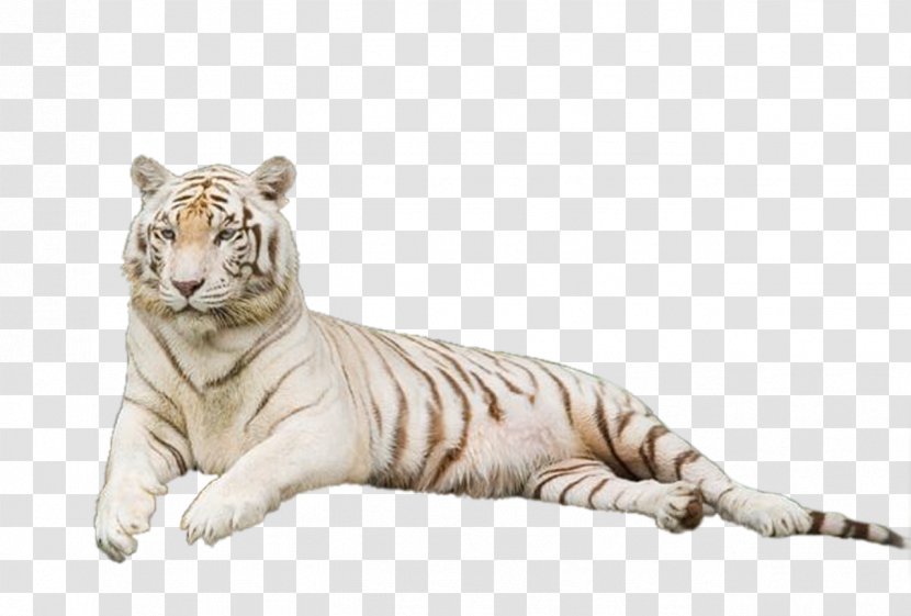 Tiger Lion Cat Clip Art - Raster Graphics Editor Transparent PNG