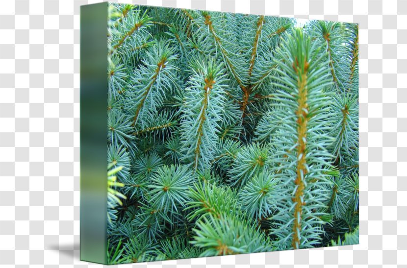 Spruce Larch Pine Fir Evergreen - Biome - Branch Transparent PNG