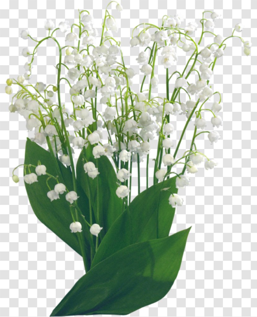 Flower Lilium Clip Art - Herb - White Tulips Transparent PNG