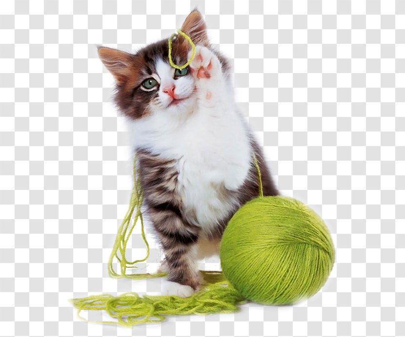 Kitten Cat Play And Toys Cuteness Puppy - Small To Medium Sized Cats Transparent PNG