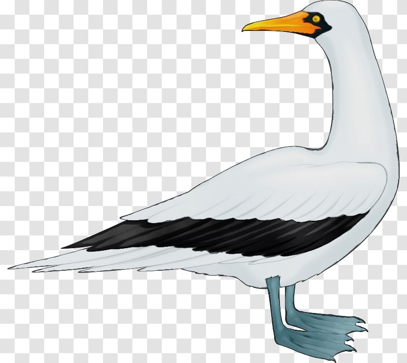 Bird Beak Seabird Gull European Herring - Wet Ink - Suliformes Transparent PNG