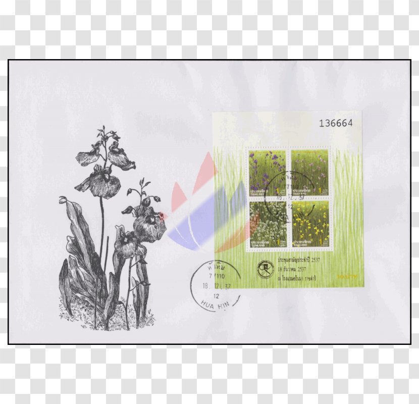 Picture Frames Tree Rectangle Brand Font - Flora Transparent PNG