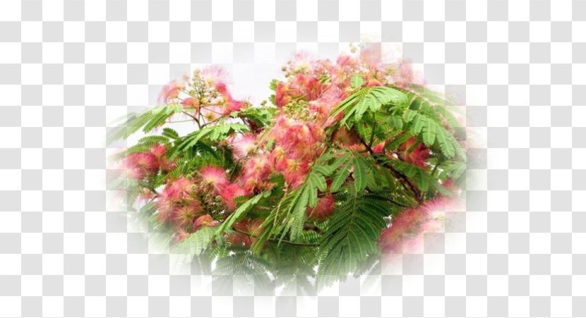 Albizia Julibrissin Acacia Honey Locust Legumes Tree - Flower Arranging Transparent PNG