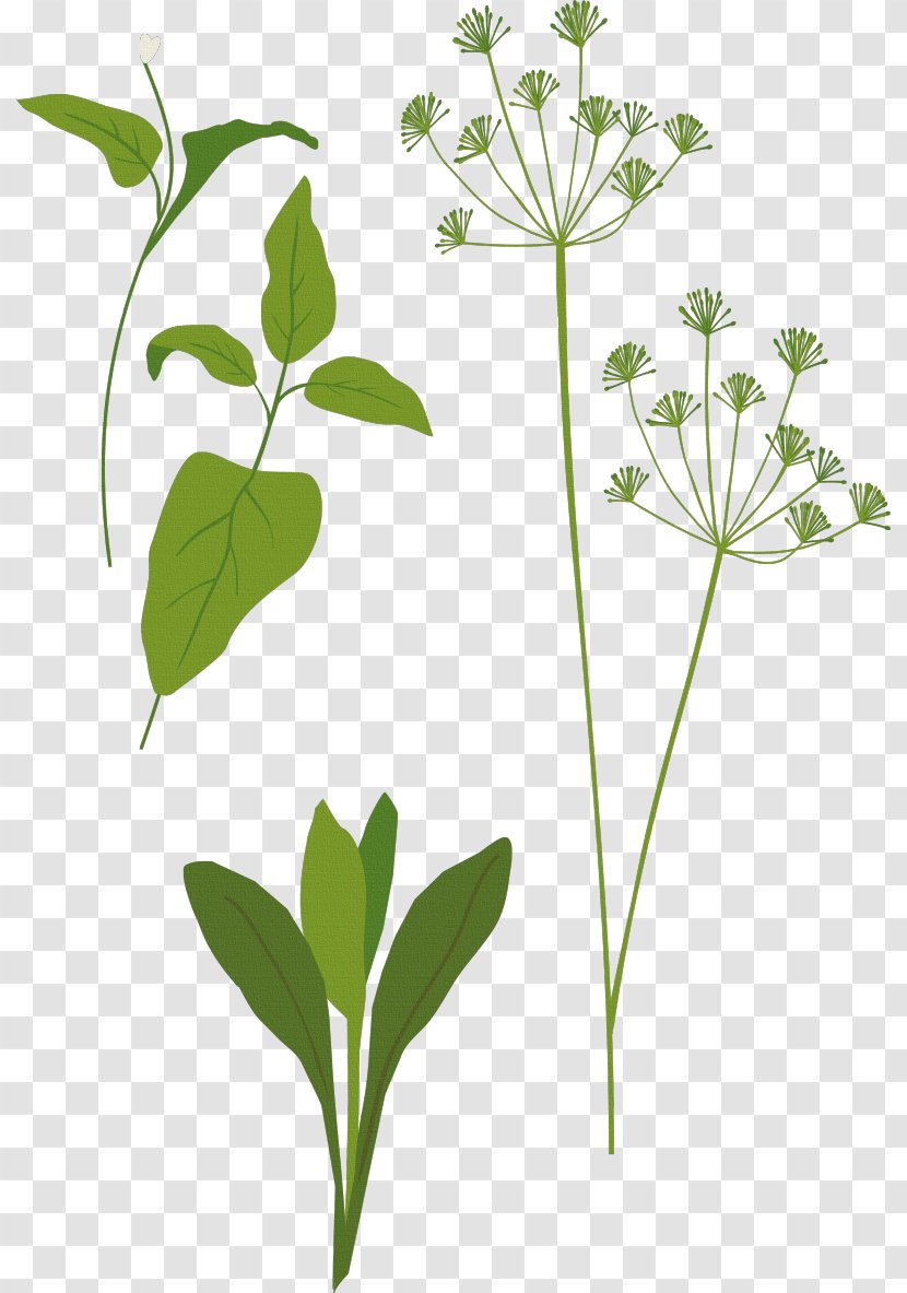 Clip Art Herb Spice Favicon - Flowering Plant - Widen Transparent PNG