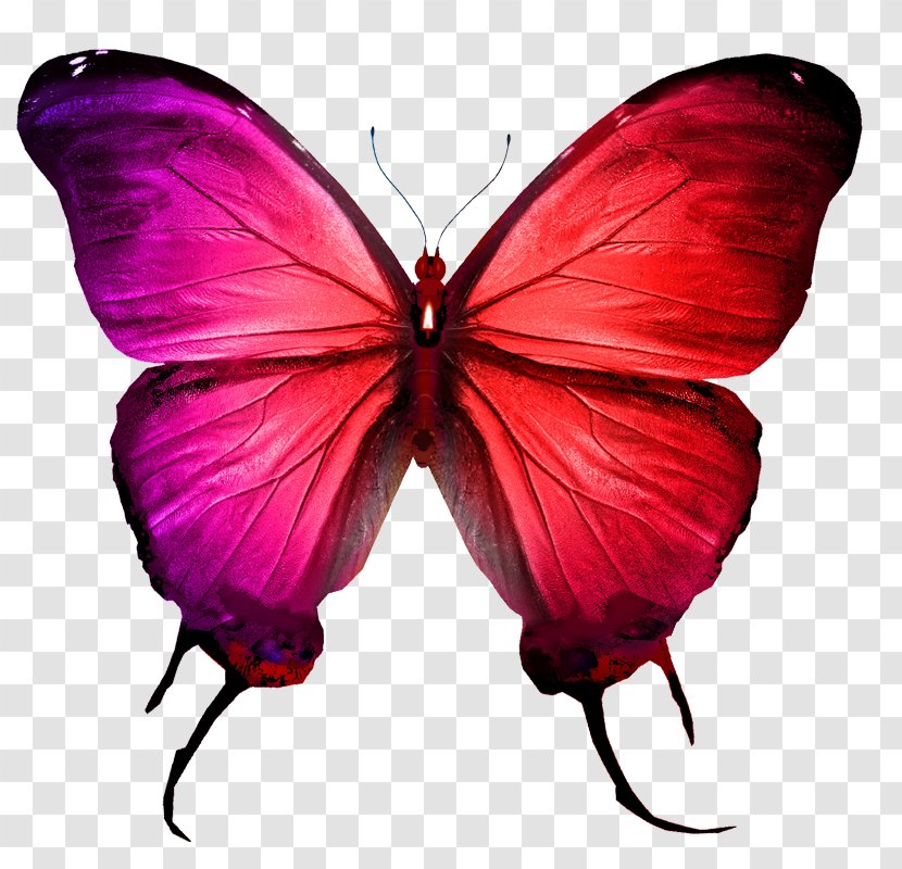 Butterfly Stock Photography Royalty-free - Royaltyfree - Colorful Transparent PNG