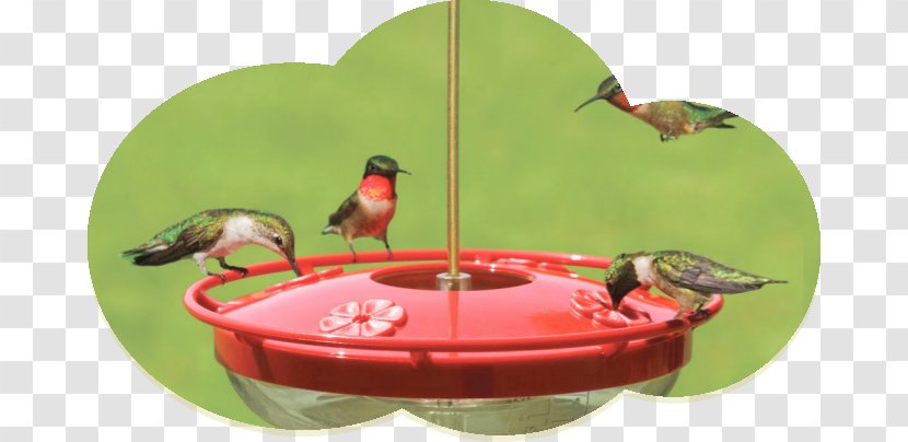 Hummingbird Bird Feeders Wild Birds Unlimited Feeding - Feeder Transparent PNG