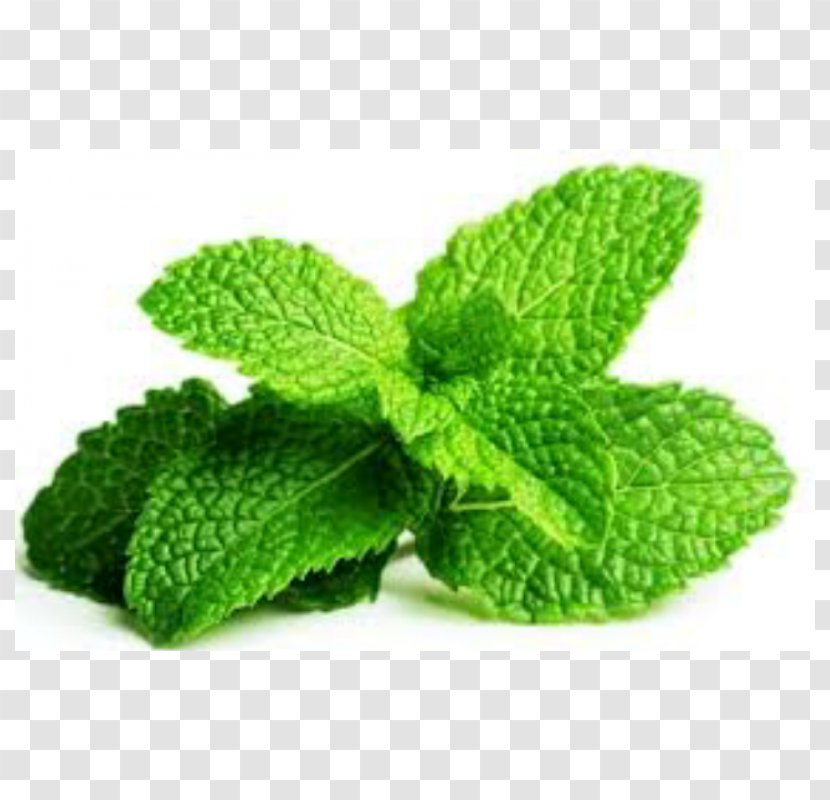 Chewing Gum Peppermint Mentha Spicata Herb Leaf - Pepermint Transparent PNG